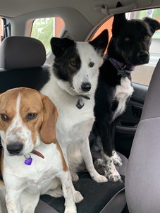 three dogs in a car backseat
