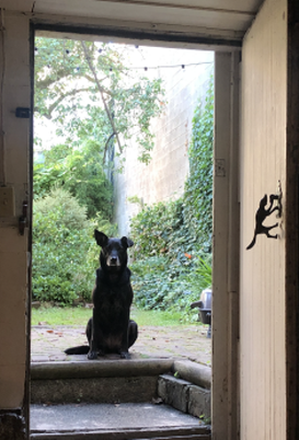 Black lab standing in an open doorway leading to a back garden