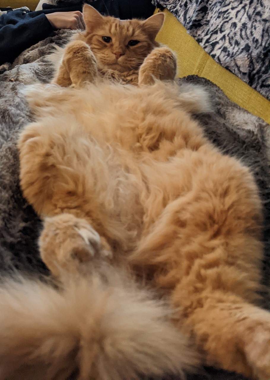 Plump orange cat laying on his back