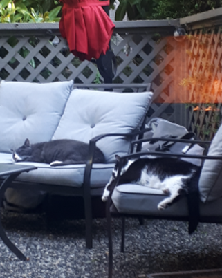 Two big black and white cats lounging on patio furniture