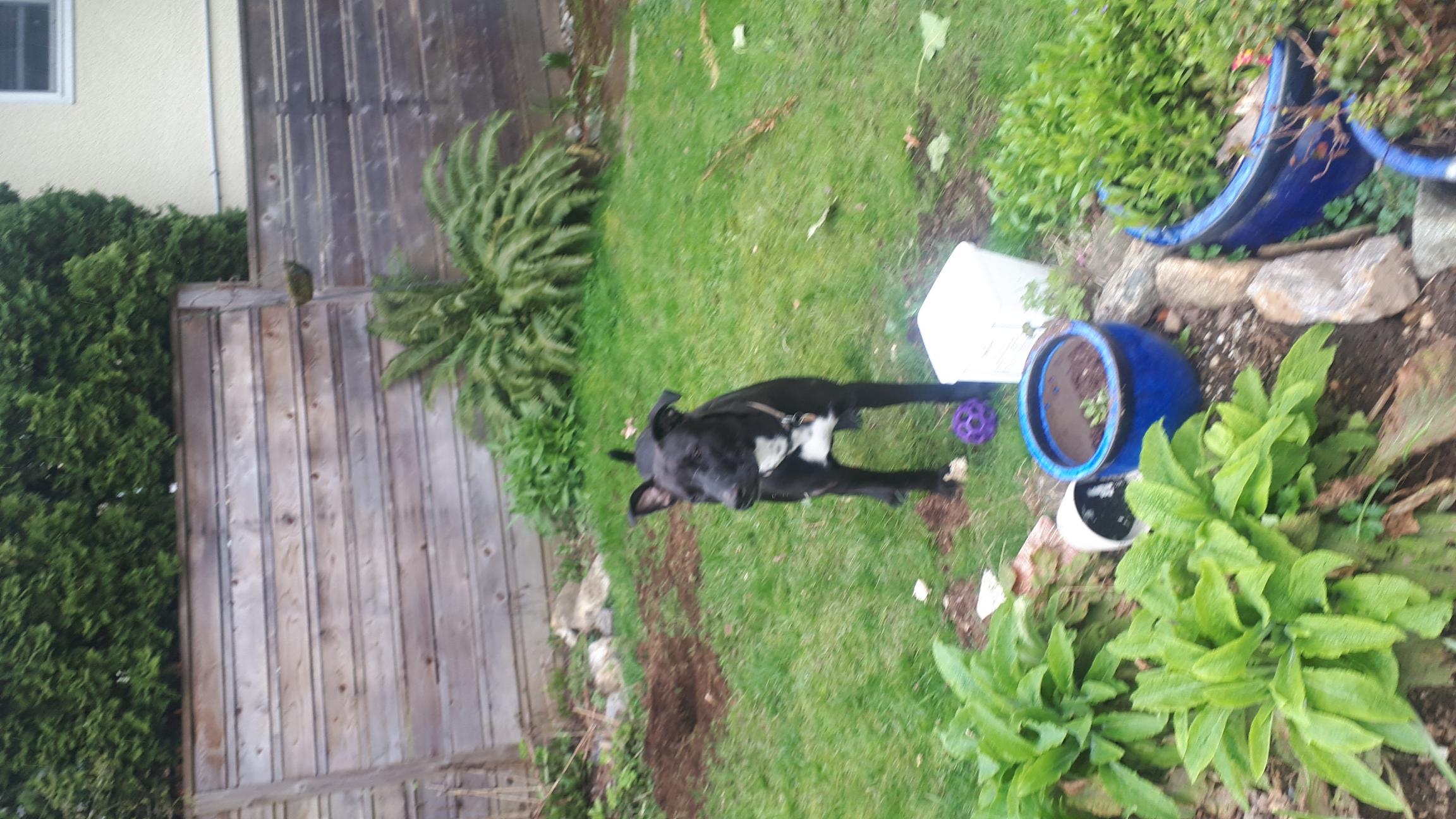 Black dog with white chest standing in a yard