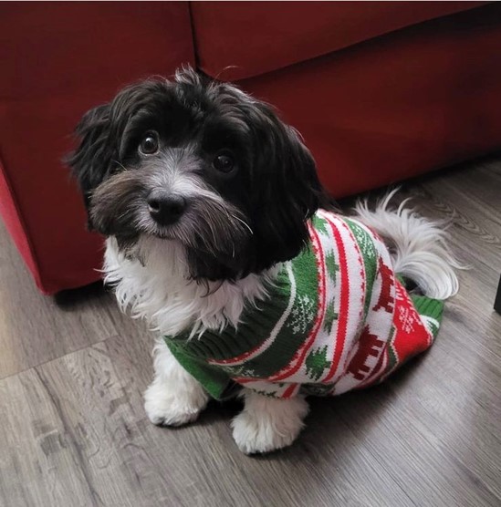 black and white dog in red and green sweater