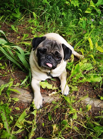 pug sitting on grass, tongue out