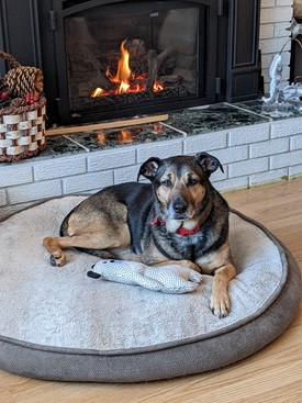 Dog sitting on bed in front of fire place
