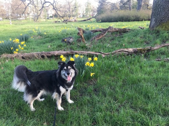 dog standing on grass in front of yellow flowers