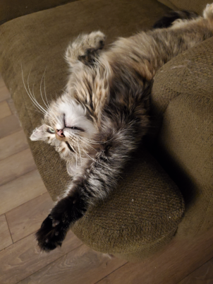 Cat stretched out on her back reaching out with her right paw