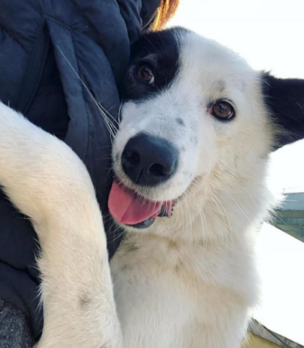 Black and white border collie husky hugging her human