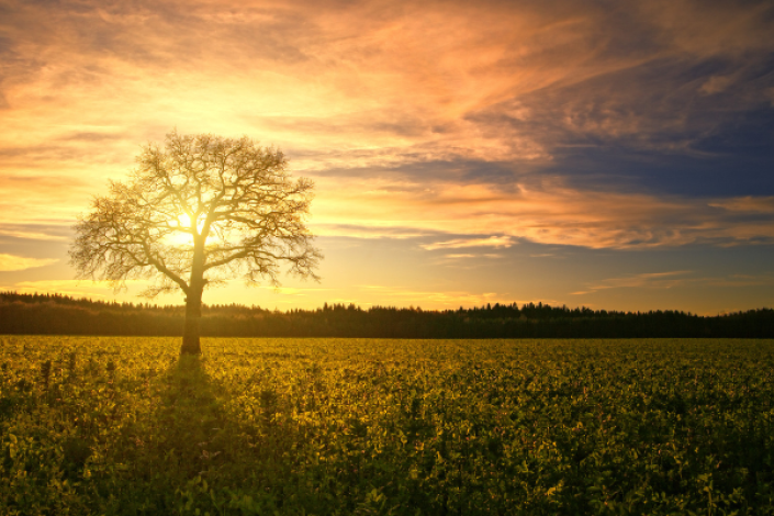 tree standing in a field with a sunset behind it
