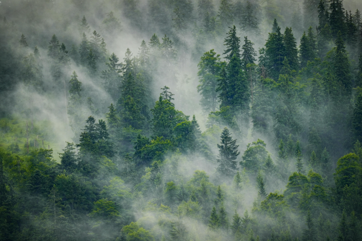 view of trees shrouded in mist